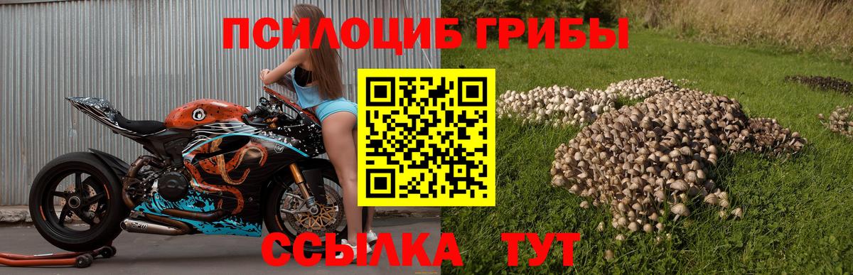 Псилоцибиновые грибы Psilocybe  Псилоцибиновые грибы мицелий  Саяногорск  наркошоп  Вход с VPN 